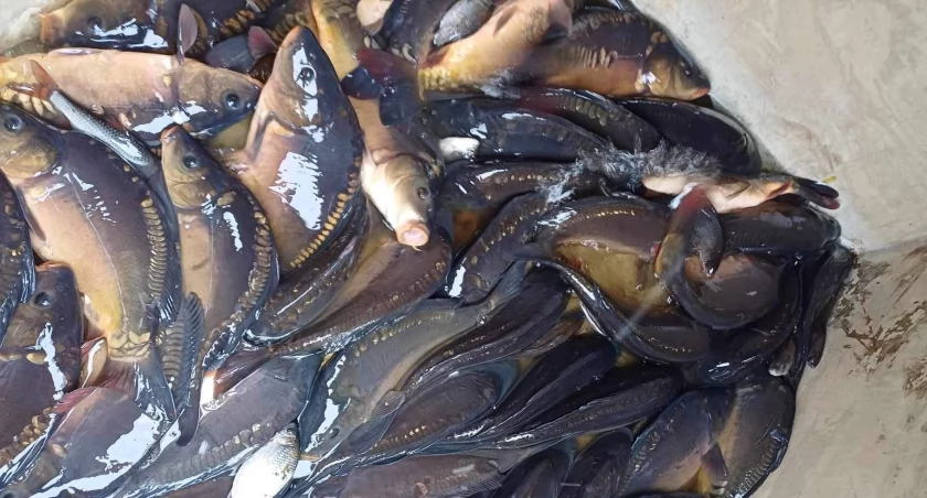 Wędkarze będą mieli co łowić! 238 kg narybku trafiło do zalewu w Węgrowie.