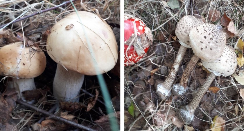W powiecie węgrowskim wreszcie pojawiły się grzyby