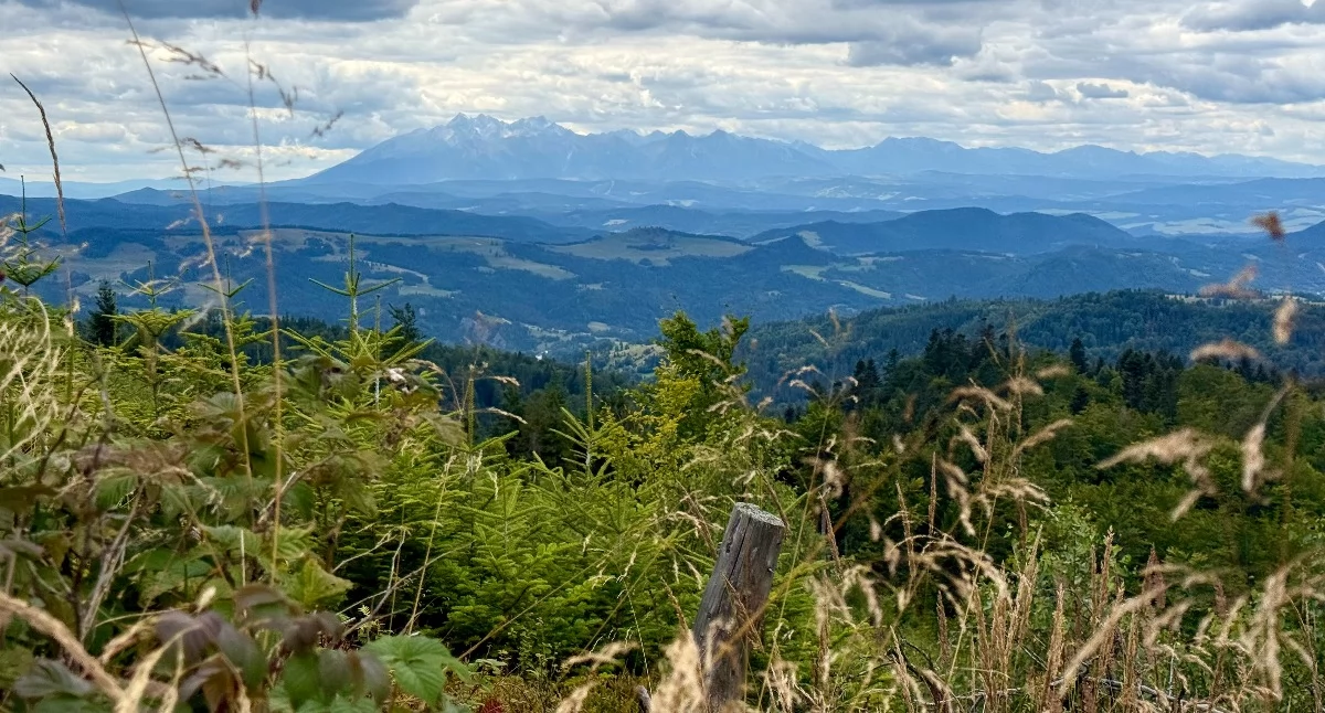 Przehyba - stąd najlepiej widać Tatry. Łatwy szlak w Beskidzie Sądeckim