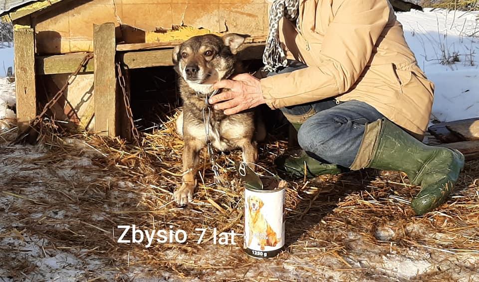 Psy Pani Heleny nie mogą pójść do schroniska, bo już nigdy z niego nie wyjdą