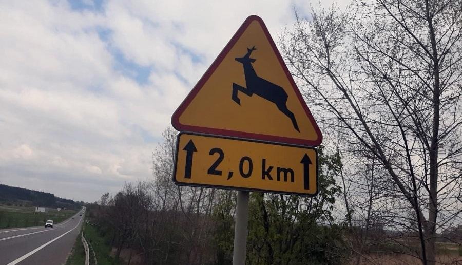 Uwaga na zwierzęta leśne! Kolejne zdarzenia ze zwierzyną