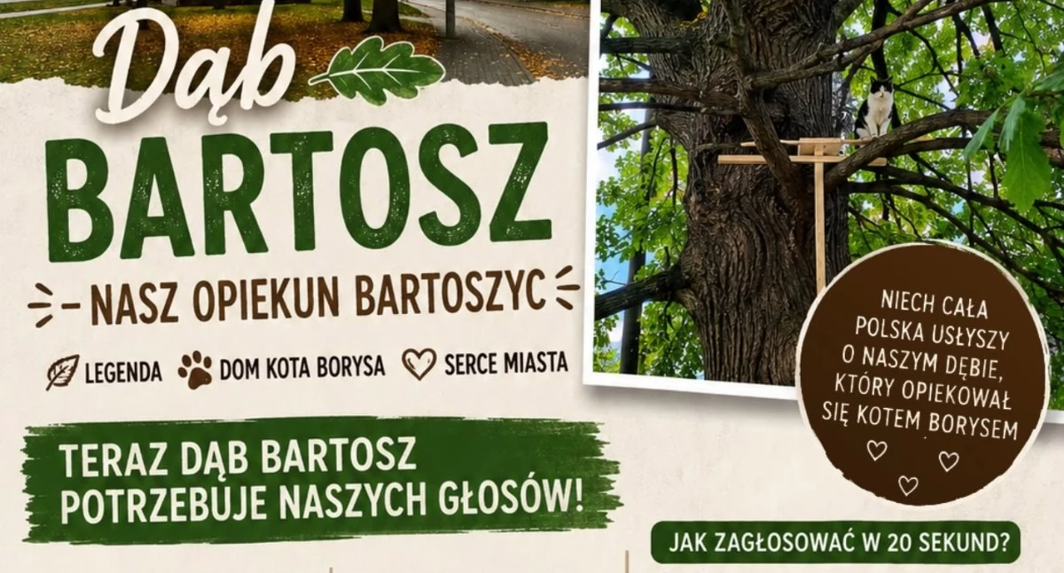 Bartoszyce walczą o tytuł Drzewa Roku 2026. Dąb Bartosz w ścisłej czołówce konkursu