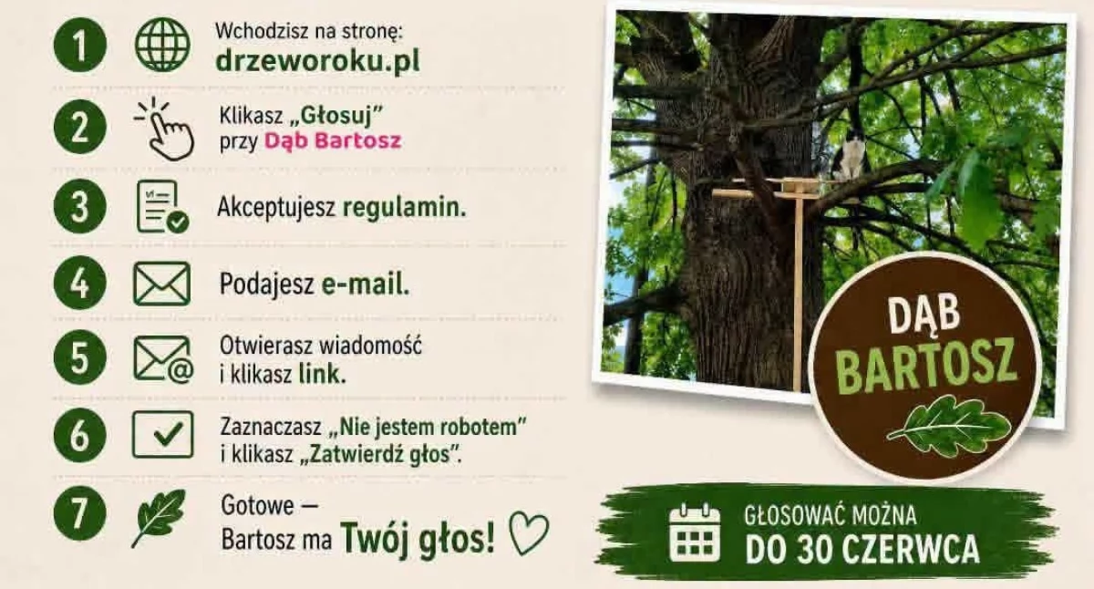 Dąb Bartosz w konkursie Drzewo Roku 2026. Bartoszyce muszą zmobilizować się teraz