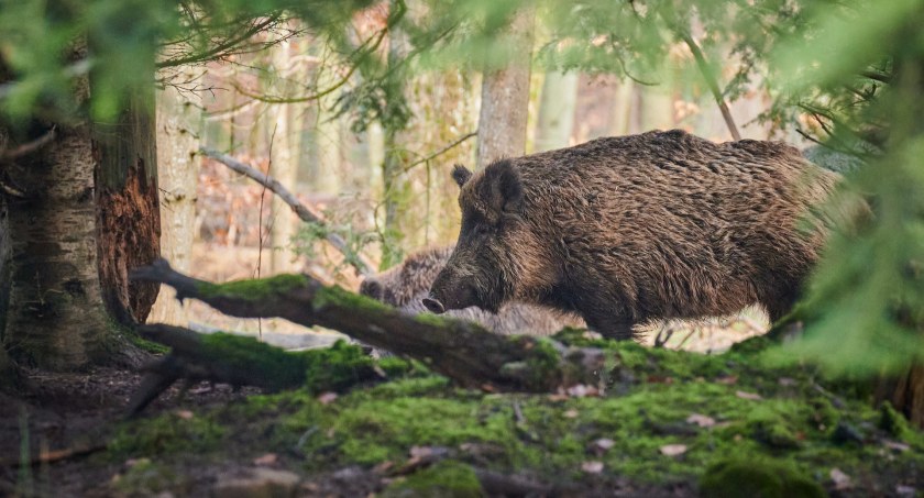 Martwe dziki z ASF. Powiatowy Lekarz Weterynarii ostrzega