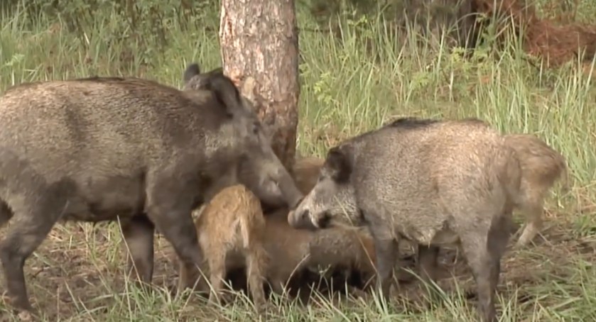 Komunikat Powiatowego Lekarza Weterynarii. Kolejny dodatni wynik ASF
