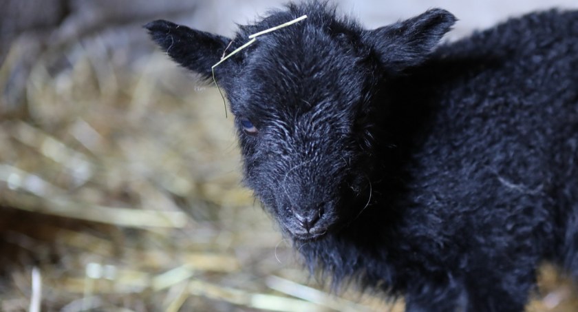 Skansen w Brańszczyku: W Poniedziałek Wielkanocny na świat przyszedł mały baranek