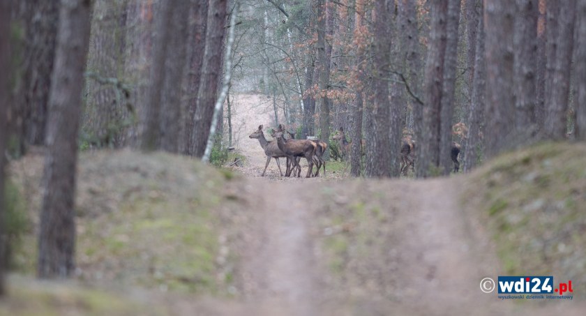 Wieści znad Bugu, Narwi i z Puszczy Białej - łanie co chodzą w chmarze
