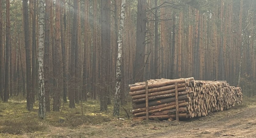Wycinka drzew. Utrudnienia w ruchu drogowym