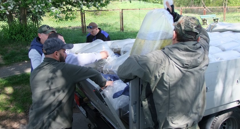 Zarybianie Bugu. Wpuścili 596 tysięcy sztuk szczupaka