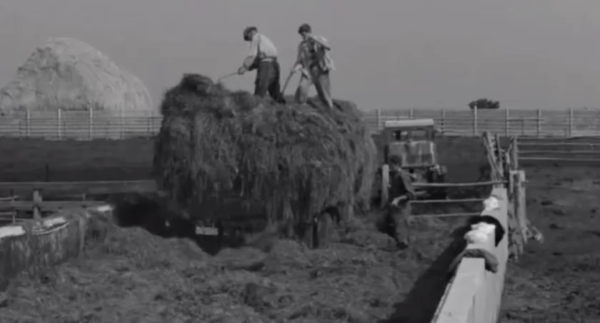 Rząśnicki PGR w 1965 roku. Filmowa perełka od stowarzyszenia