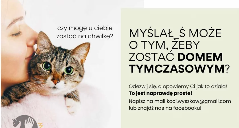 Koci Wyszków pilnie szuka domów tymczasowych. Każdy może pomóc