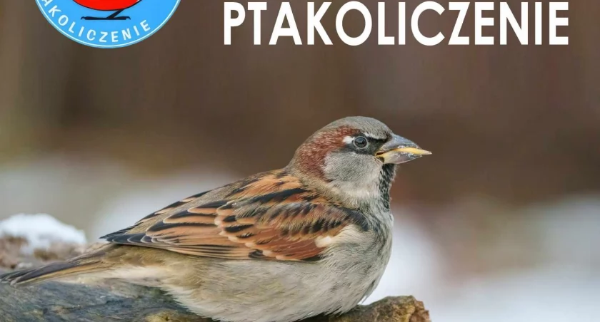 Zimowe Ptakoliczenie. Będzie też konkurs dla dzieci