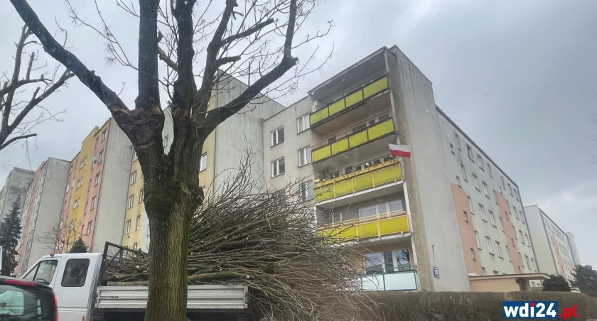 Ostra wycinka? Mieszkańcy zaniepokojeni, a miasto tłumaczy: To zabiegi pielęgnacyjne