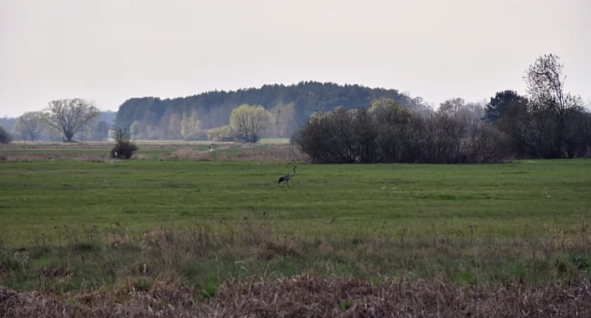 Nie będzie farmy fotowoltaicznej. Bagno Pulwy pozostanie siedliskiem gatunków chronionych