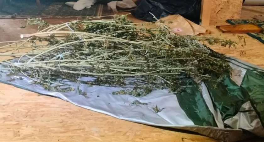 Policja przejęła blisko 3 kg marihuany. 29-latek usłyszał zarzuty
