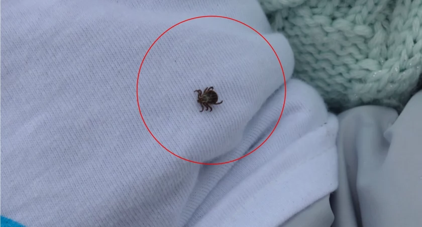 Objawy boreliozy, te sygnały powinny cię zaniepokoić