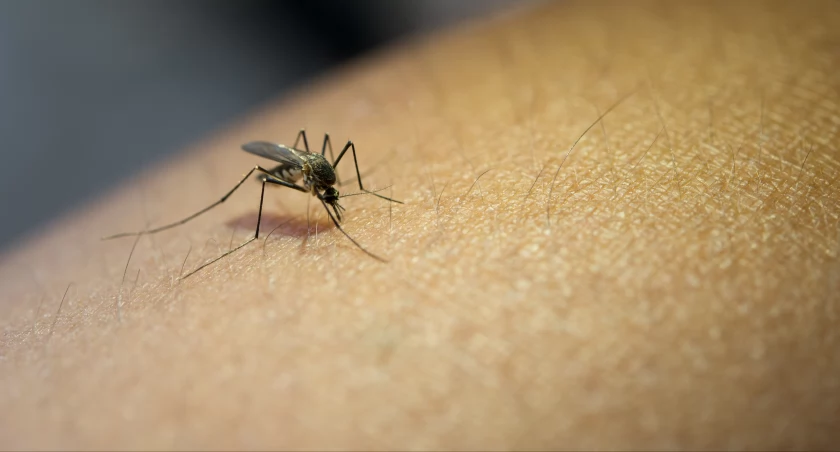 Skuteczne sposoby na łagodzenie ukąszeń komara