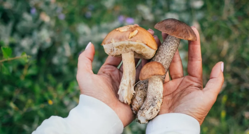 Wybierasz się na grzyby? W Polsce można je zbierać PRAWIE bez ograniczeń