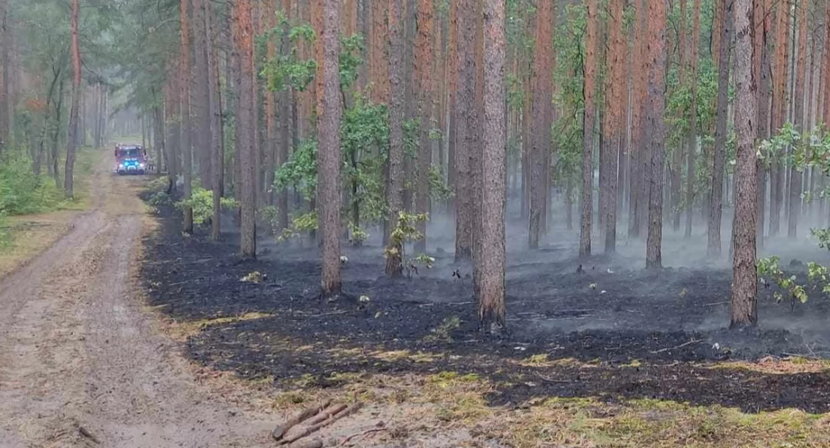 Pożar lasu w Fideście. Na miejscu jest 10 pojazdów pożarniczych