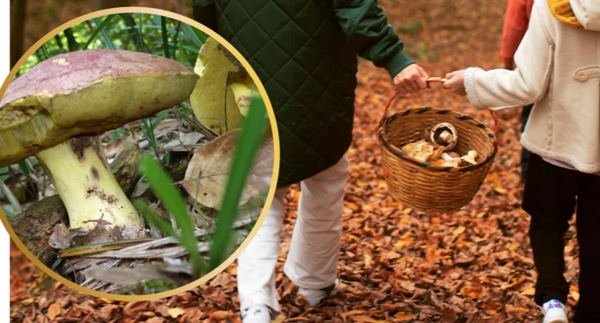 Nawet 5 tys. zł kary za zerwanie borowika królewskiego. Jest pod ścisłą ochroną