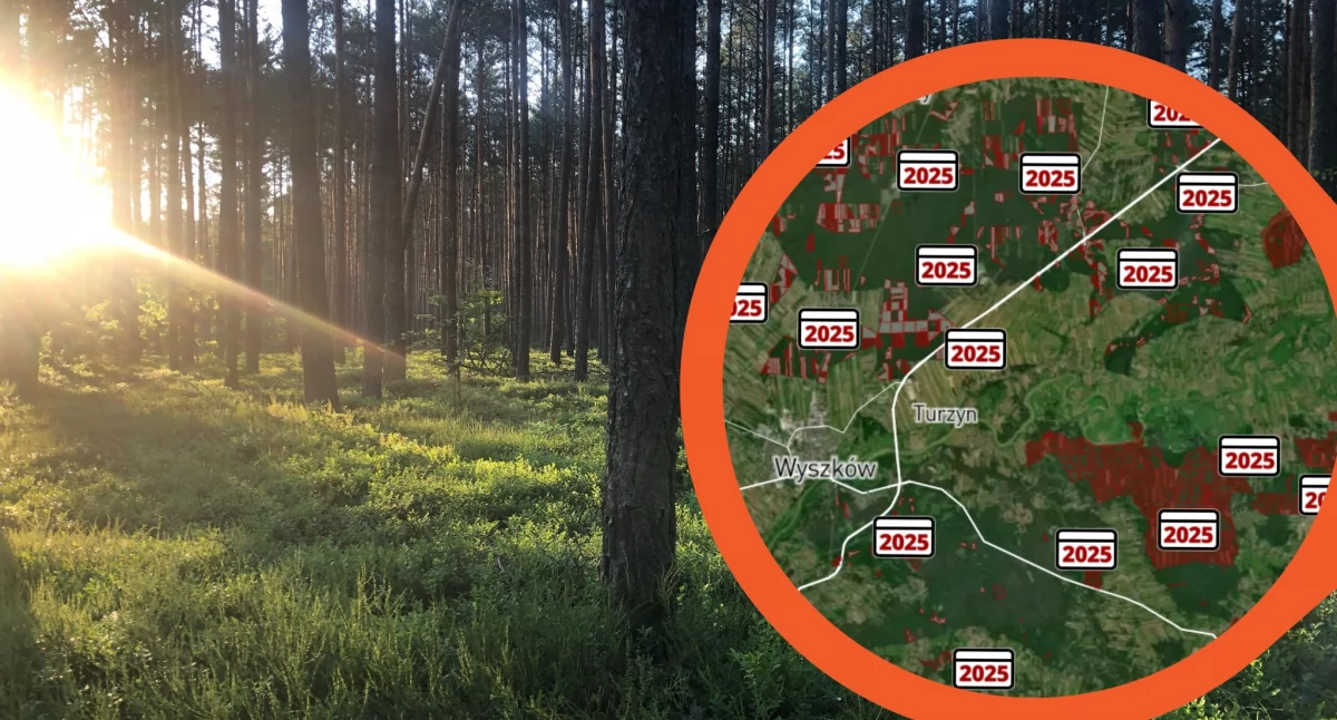 Planowane wycinki drzew na mapie. Nadleśnictwo się broni