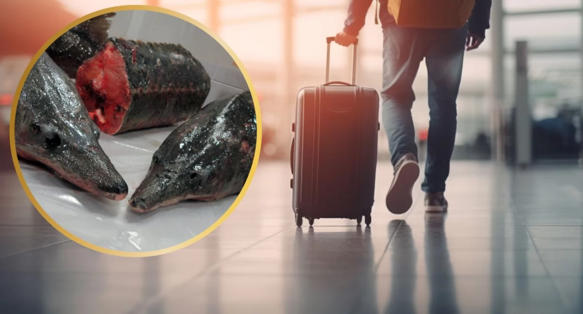 Z kraju: W walizkach znaleźli kurtkę z pytona i ponad 12 kg... ryb!