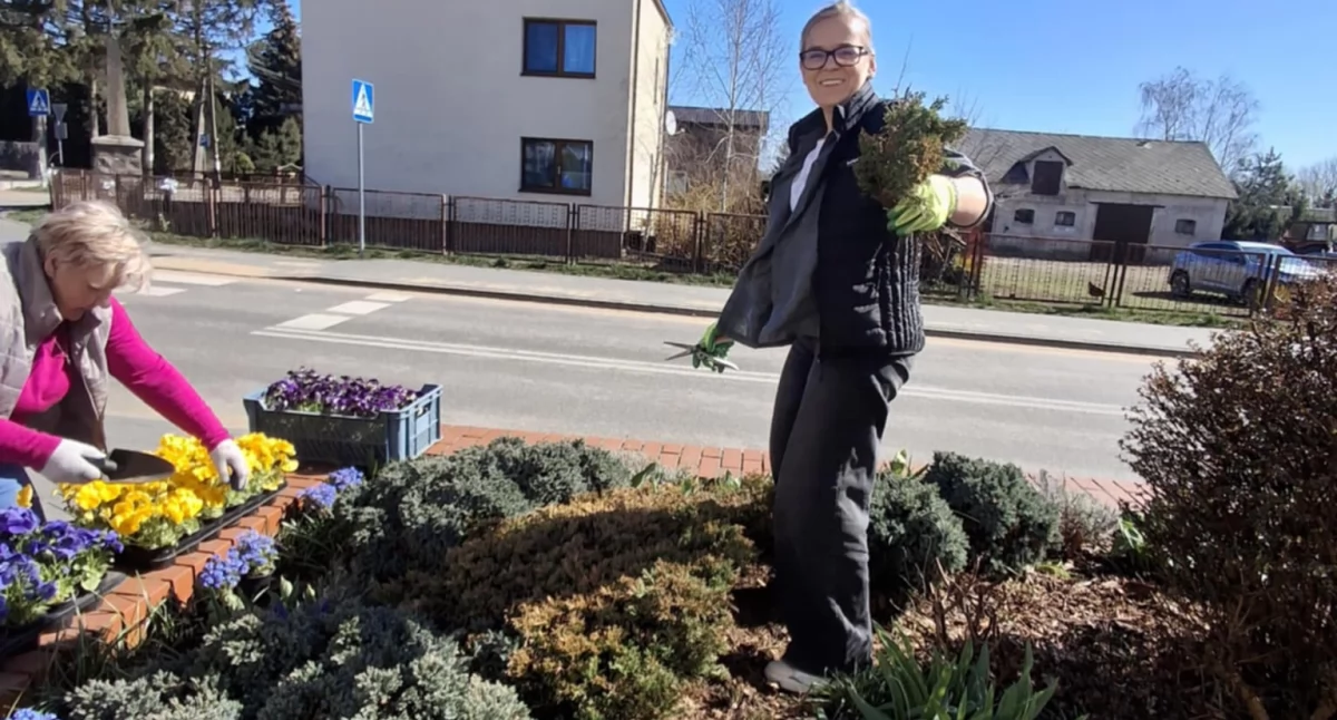 Wiosna przed GOK-iem w Somiance. Bratki i dobre rady ogrodnicze