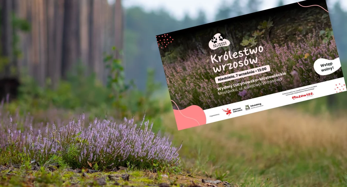 Na tropie przyrody: fioletowe królestwo wrzosów. Wyprawa już w ten weekend