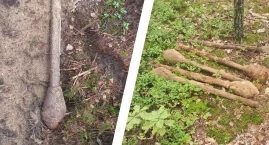 Niebezpieczne znalezisko w Chorchosach. Wezwano saperów 