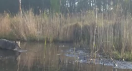 Redakcyjna fotopułapka przyłapała wilka!