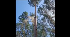 Leśnicy pokazali wideo. Tak natura potrafi zaskoczyć