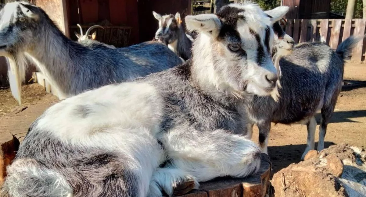 Deszczyk – pierwszy mieszkaniec bydgoskiego zoo w 2025 roku! Poznaj uroczego koźlaka