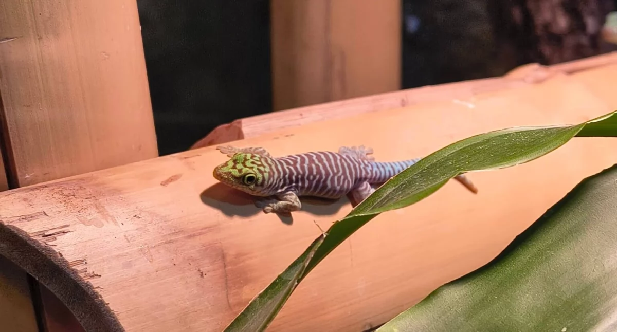Wiosenny przełom w Akwarium Terrarium – narodziny zagrożonych gekonów Standinga w Bydgoszczy