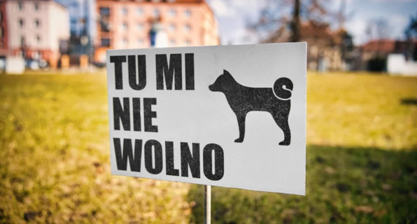 Czy 65 tysięcy psów w Bydgoszczy to dużo? Tak, ale coraz mniej brudzą
