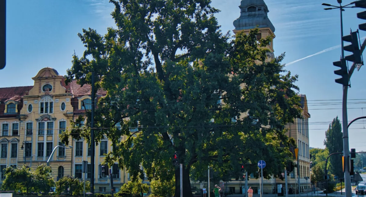 Bydgoskie Drzewo Roku 2025: drzewa znów w centrum uwagi – które zachwyci tym razem?