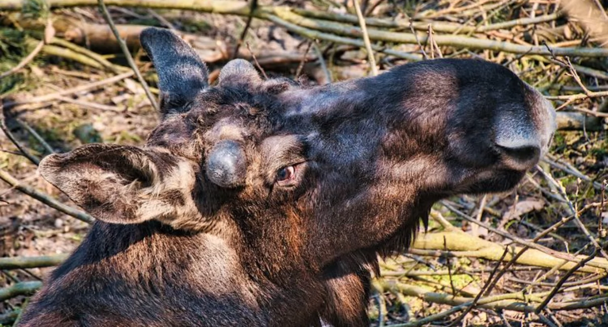 Akcja edukacyjna w bydgoskim zoo – każdy może zebrać żołędzie