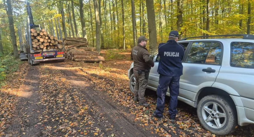Gmina Dąbrowa: wspólne kontrole lasów przeciw kradzieży drewna