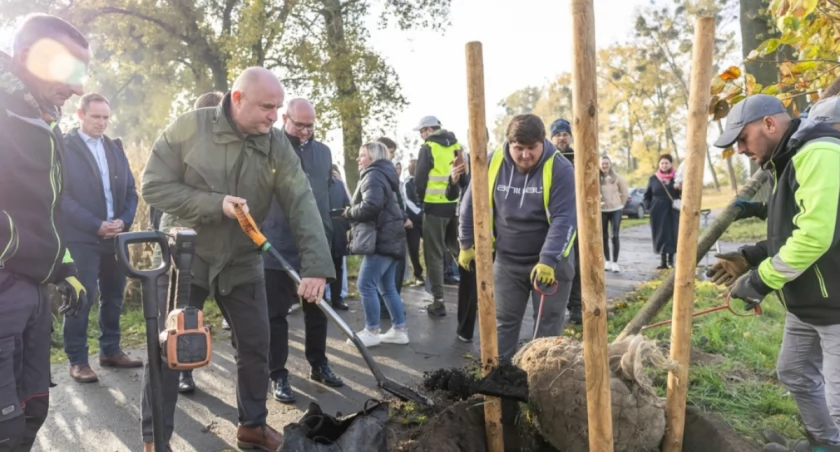 DW 266 zazieleni się: 440 drzew między Ciechocinkiem a Zakrzewem
