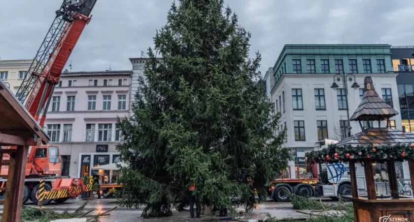 14‑metrowa choinka już na Starym Rynku. Start jarmarku 21 XI
