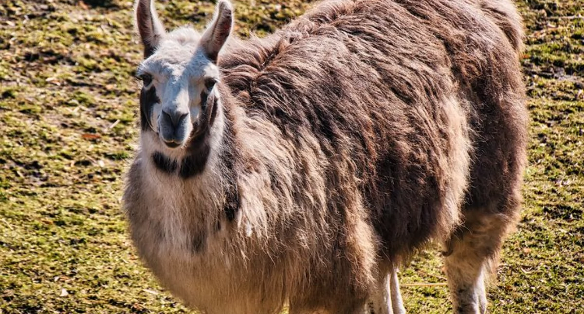 Andrzejki ze zwierzętami w zoo w Bydgoszczy. Zapisy trwają