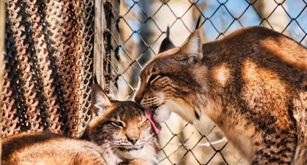 Rysie i Mikołaj w ZOO w Bydgoszczy. Warsztaty 6 grudnia