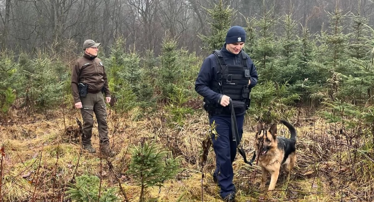 Kradzieże choinek. Policja z Inowrocławia i Nadleśnictwo Gniewkowo w akcji