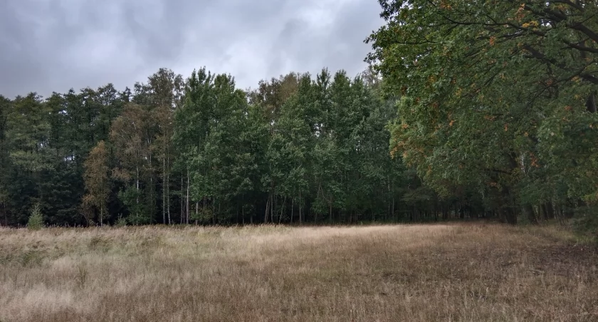 Konsultacje społeczne Nadleśnictwa Bydgoszcz. Bielice na agendzie