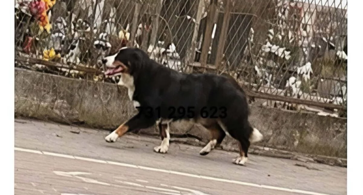 Zagubiony berneńczyk w Bydgoszczy? Dzwoń: 731 295 623