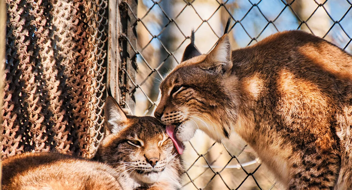 Warsztaty w zoo w Myślęcinku: Ryś – duch zimowego lasu