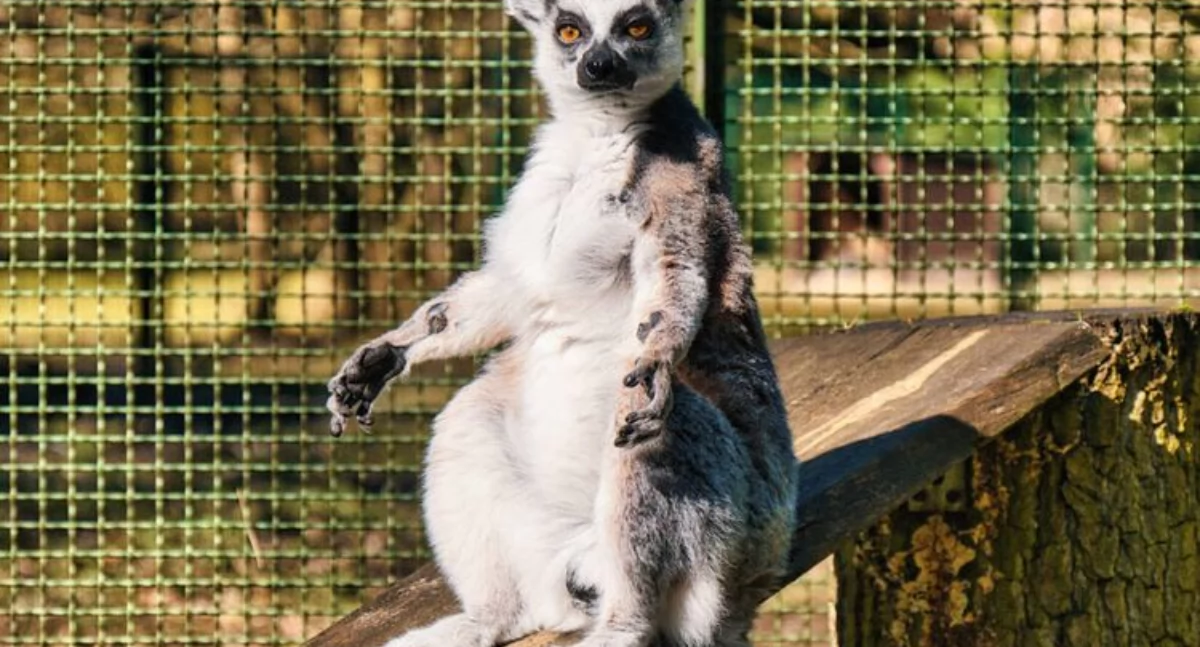 Ferie w ZOO w Myślęcinku: warsztaty, ognisko, zwiedzanie