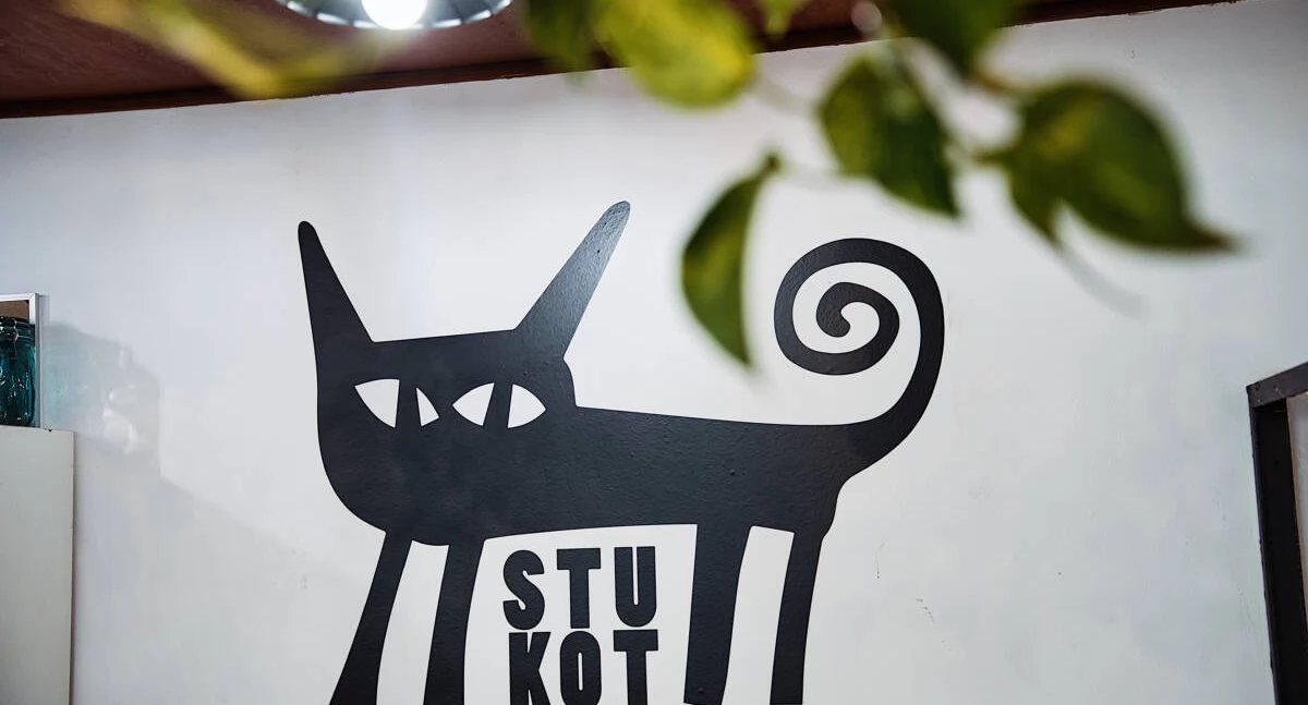 Dzień Kota w Bydgoszczy: słodki weekend Fundacji Stukot