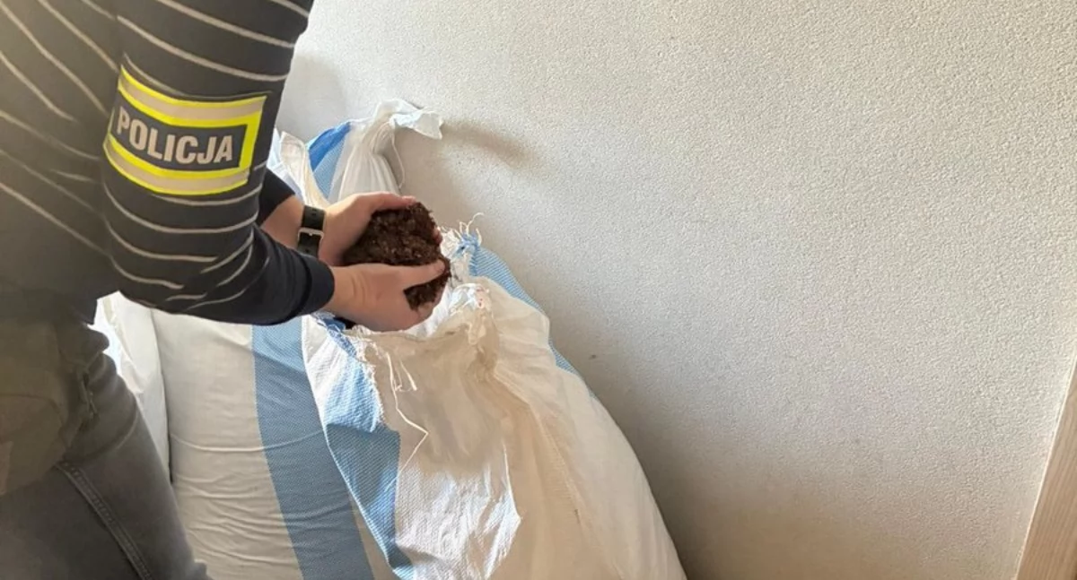Toruń: paserstwo akcyzowe na taczkach. 60 kg tytoniu
