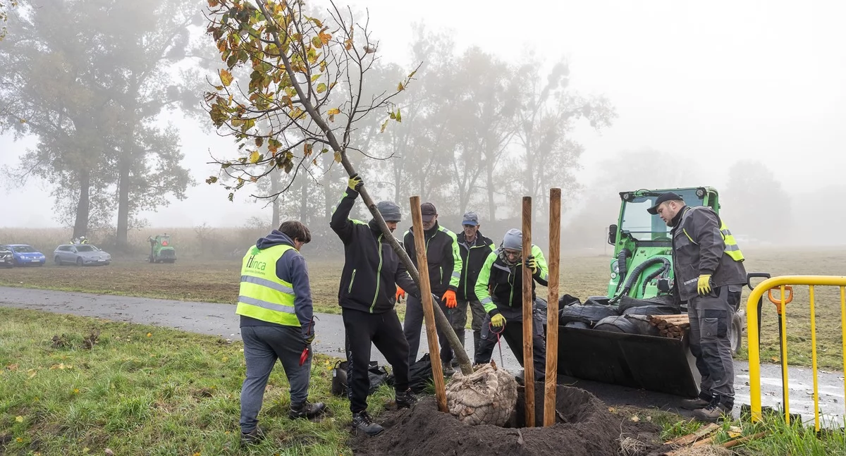 Wiosną wracają zielone aleje przy drogach wojewódzkich. Gdzie staną drzewa?