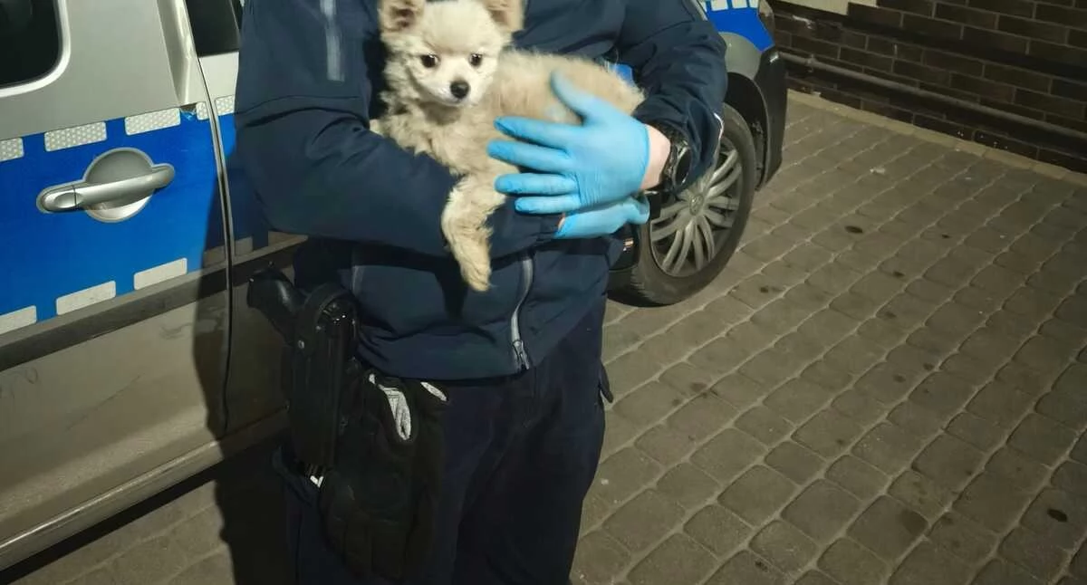 Uratowany pies w Inowrocławiu. Akcja służb pod wiaduktem